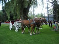Evergreen Hill Farm- Horse Drawn Services- Maple Sugar Bush image 6