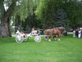 Evergreen Hill Farm- Horse Drawn Services- Maple Sugar Bush logo