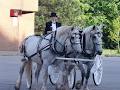 Fairytale Horse & Carriage Service image 4