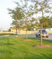 Freshcut Lawn Care & Landscaping image 5