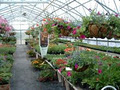 Greenscape Garden Center/Nursery image 3