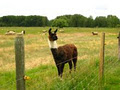 Kelowna Free Graze Lamb image 3
