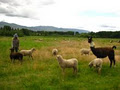 Kelowna Free Graze Lamb image 4