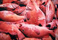 Pacific Storm Seafoods Ltd image 4