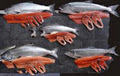 Pacific Storm Seafoods Ltd image 6
