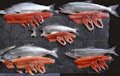 Pacific Storm Seafoods Ltd image 6