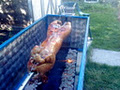 Ryan's Meat Processing image 2