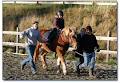 SaltSpring Therapeutic Riding Association image 1