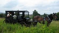 St. Jacobs Horse Drawn Tours image 2