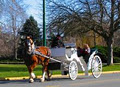 Victoria Carriage Tours image 2