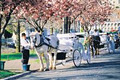 Victoria Carriage Tours image 3