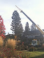 Action Stump Grinding image 1