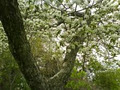 Apple Hill Fruit Farm image 3