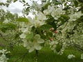 Apple Hill Fruit Farm image 1