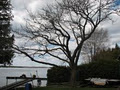 ArborCARE Tree Experts image 2