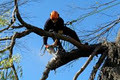 ArborCARE Tree Experts image 3
