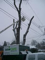 ArborCARE Tree Experts image 5
