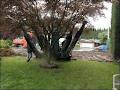 Brad Sakiyama Tree Movers image 3