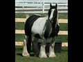 Canadian Legacy Gypsy Horse Farm image 2