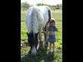Canadian Legacy Gypsy Horse Farm image 4