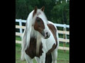 Canadian Legacy Gypsy Horse Farm image 1