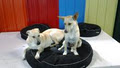 Canine Adventure Den Dog Daycare & Pet Store image 2