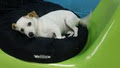 Canine Adventure Den Dog Daycare & Pet Store image 3