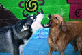 Canine Adventure Den Dog Daycare & Pet Store image 1