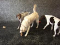 Canine Harmony Dog Training Academy image 2