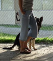 Canine Harmony Dog Training Academy image 4