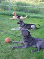 Canine Harmony Dog Training Academy image 6