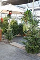 Christmas Trees on Tolmie image 3