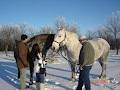 Come See-Come Saw U-Choose Christmas Tree Farm logo