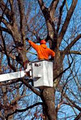 Custom Tree Maintenance image 2