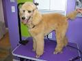 Doggie Stylz Pet Grooming image 3