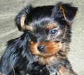 Dream Yorkies image 1