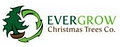 Evergrow Christmas Trees Co. image 2