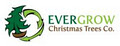 Evergrow Christmas Trees Co. image 3