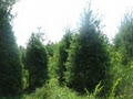 Fallowfield Tree Farm image 2