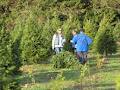 Fernridge Christmas Tree Forest image 3