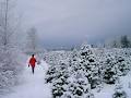 Fernridge Christmas Tree Forest image 4