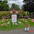 Flamingogramme image 4