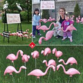 Flamingogramme image 1