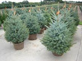 Fox Hollow Farms / Christmas and Landscaping Trees image 2