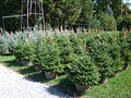 Fox Hollow Farms / Christmas and Landscaping Trees image 3