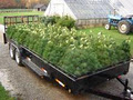 Fox Hollow Farms / Christmas and Landscaping Trees image 4