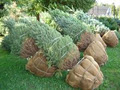 Fox Hollow Farms / Christmas and Landscaping Trees image 5