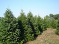 Fox Hollow Farms / Christmas and Landscaping Trees image 6