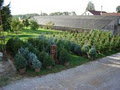Fox Hollow Farms / Christmas and Landscaping Trees logo