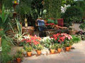 Giardino of Penticton Ltd. image 2